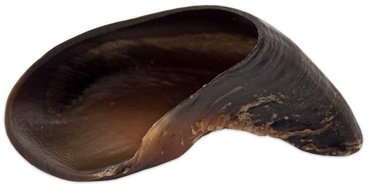 Marltons Dried Hoof Each