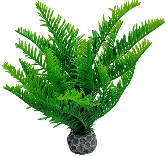 Akwa Green Fern 9Cm