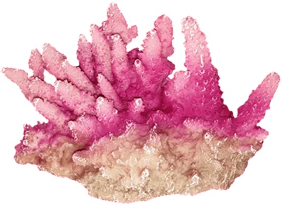 Akwa Coral Reef Small 15Cm
