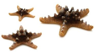 Biorb Decor Sea Stars Set Natural 3Pk
