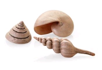 Biorb Decor Natural Seashell Set 3Pk