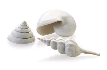 Biorb Decor White Seashell Set 3Pk