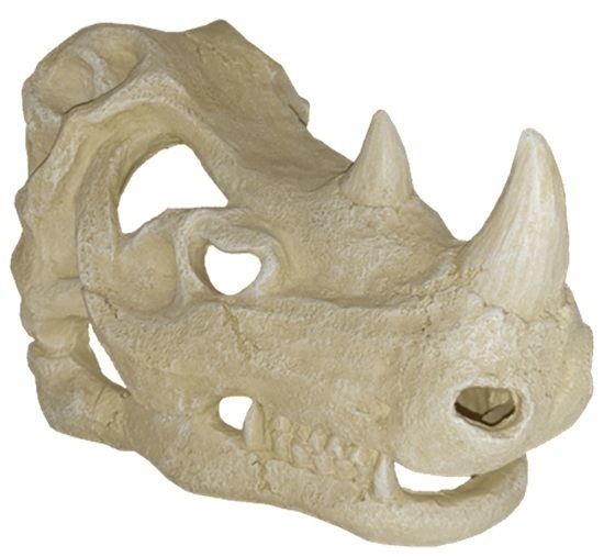Repti-Zoo Rhino Skull Ornament Medium 8X11X15Cm