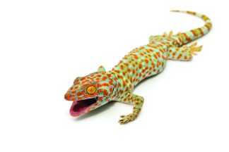 Reptile
